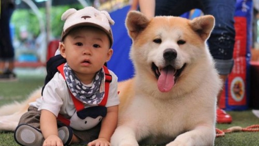 National canine competition to take place in Hanoi