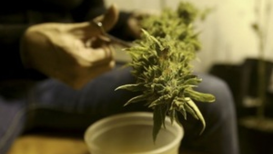 Australian police arrest Vietnamese nationals in cannabis farming investigation