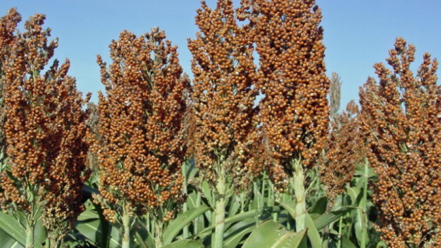 Super sorghum plantation project launched 