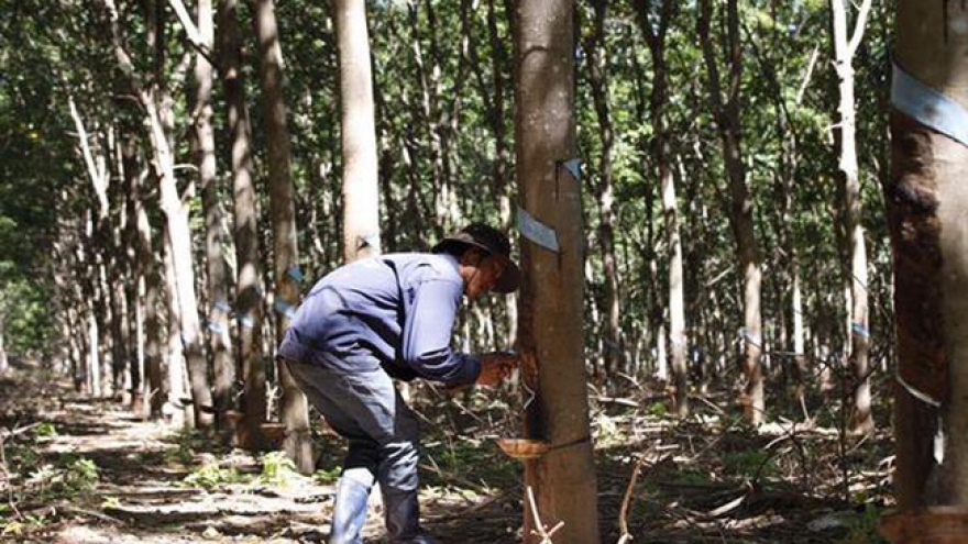 Rise in rubber imports as value falls