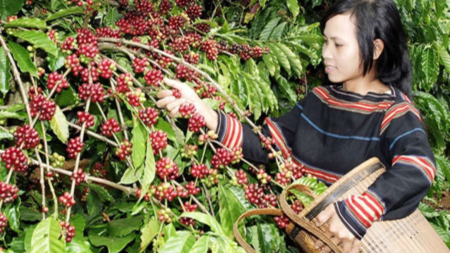Ensuring sustainable growth of Vietnamese coffee
