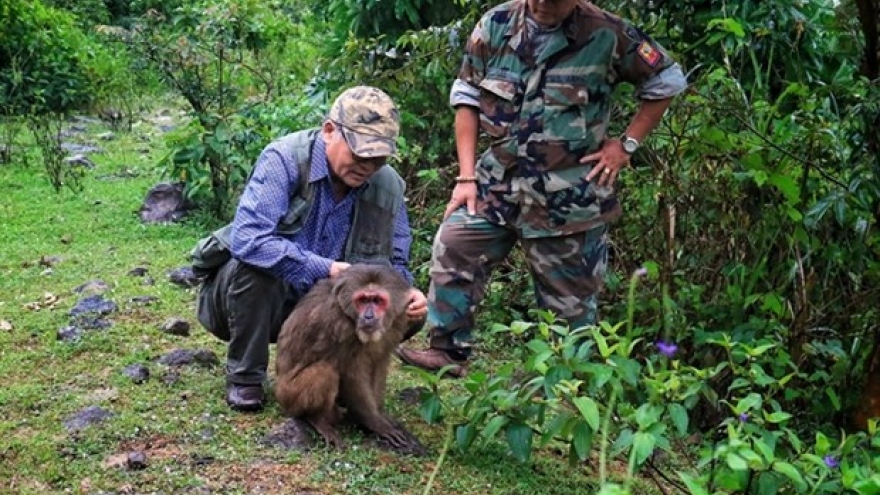 Captive monkey released into the wild