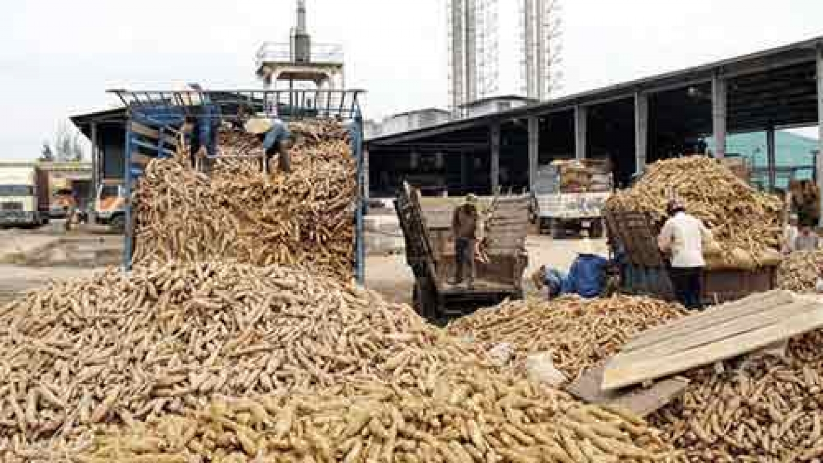 Japan funds disease resistant cassava research