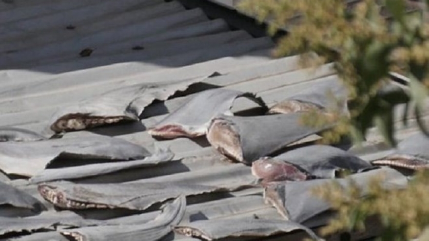 Investigation to be held on report of shark fins case in Chile