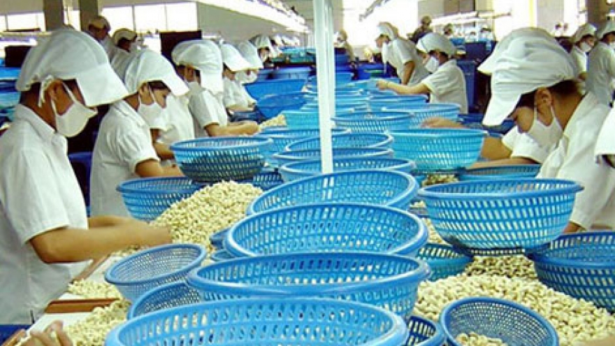 Vietnam retains top slot in cashew exports