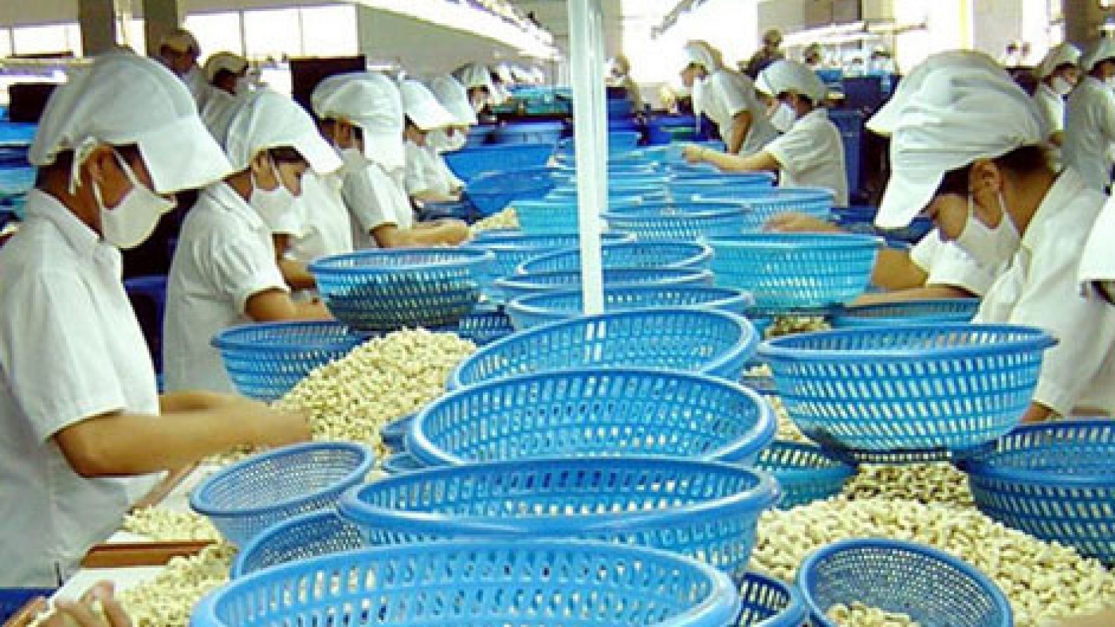 Vietnam retains top slot in cashew exports