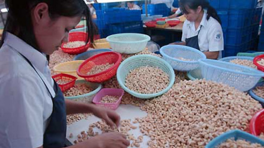 Cashew nut exports hit US$1.2 billion in nine months