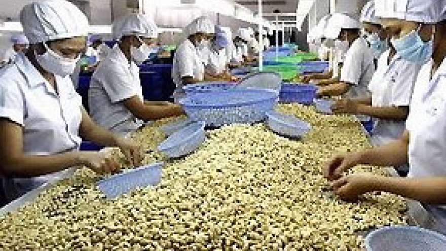 
        Cashing in on the African cashew nut boom
                              