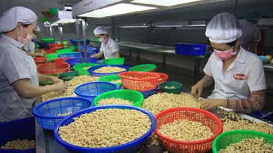 Cashew exports forecast to rise in 2016