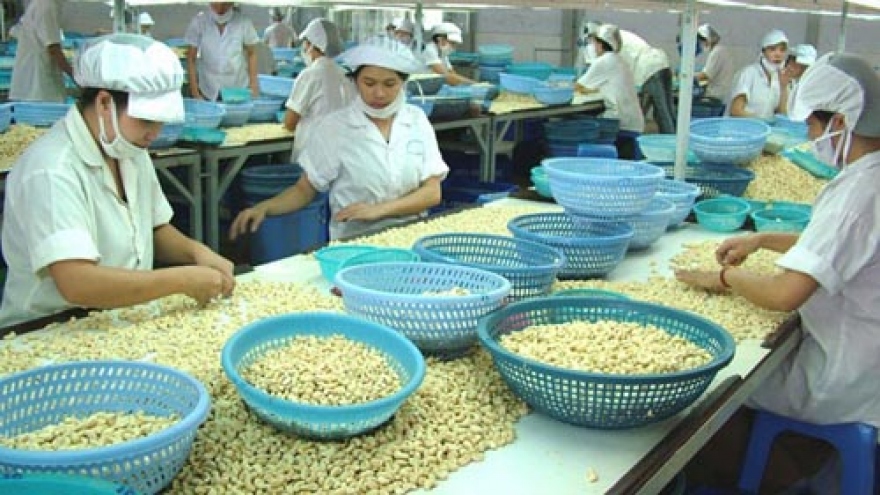 Cashew nut farmers struggle to profit from fruits of their labour