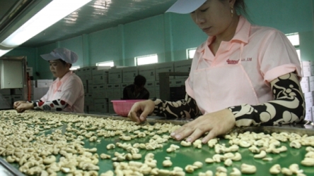 Cashew prices reach highest in a decade