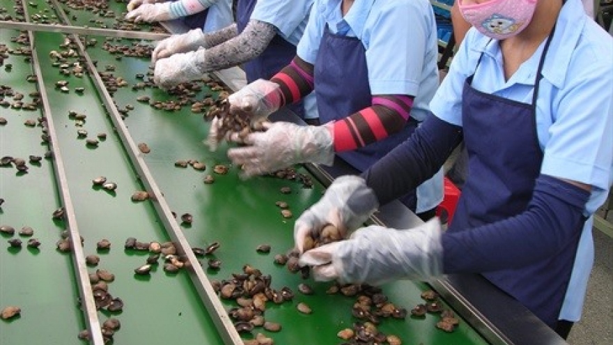 Cashew industry lowers export goal