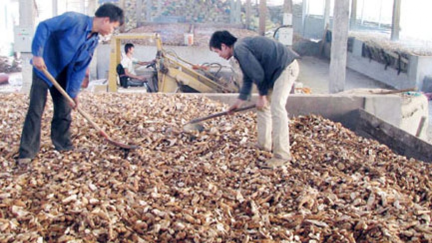 
        Cassava exports skyrocket
                              