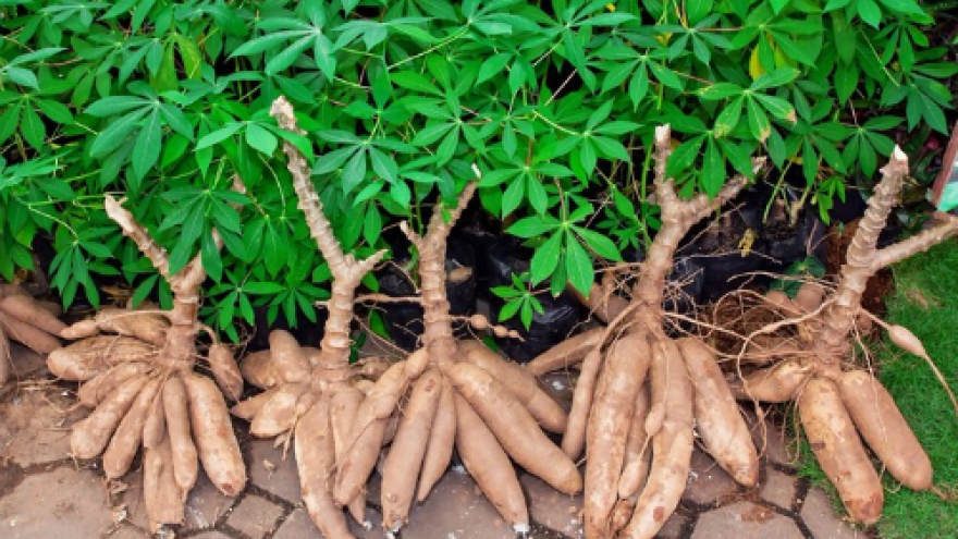 China reduces imports of Vietnam’s cassava
