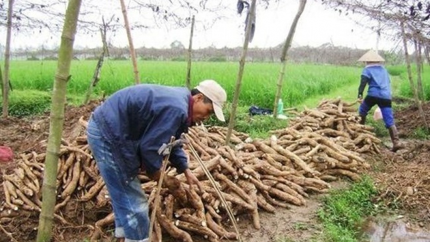 Vietnam exports less, but earns more from cassava