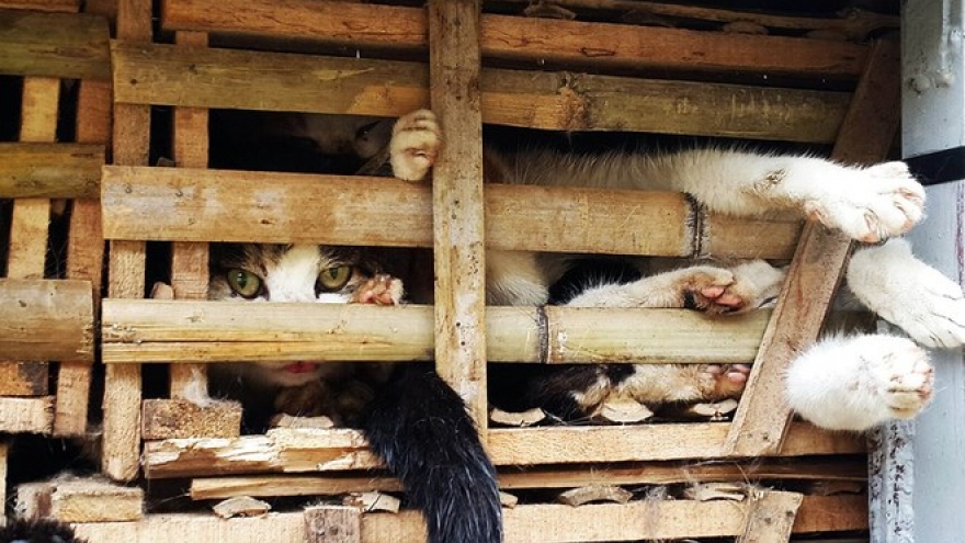 Vietnam’s nascent network of animal rescue volunteers seeks coalition