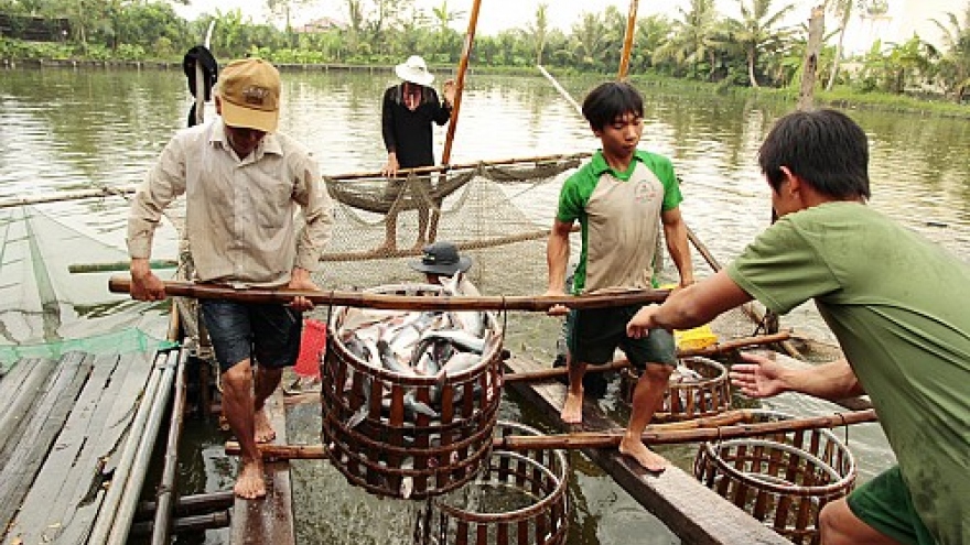 Vietnamese farmers rush into raising catfish over Chinese demand