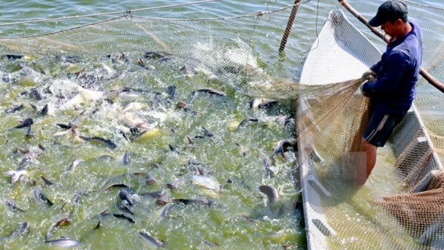 New programme to tighten control of catfish exported to US