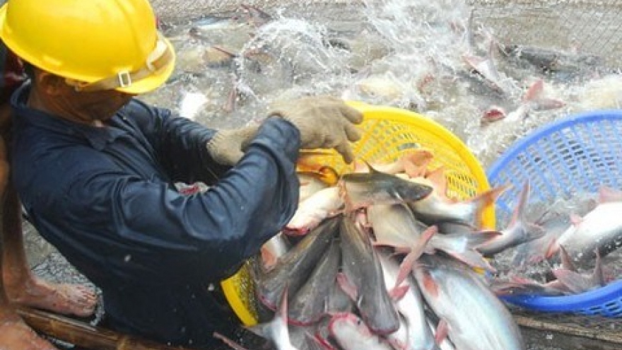 Shark catfish farming catching on