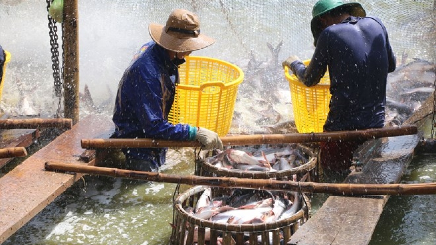 US continues anti-dumping duty order on Vietnamese fish fillets