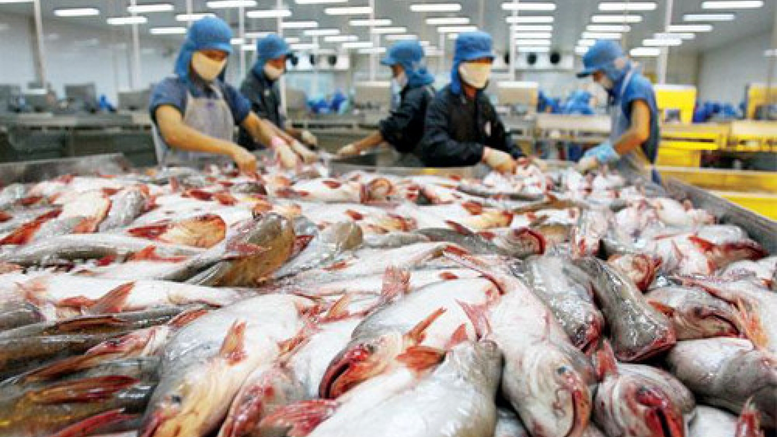 China remains biggest buyer of Vietnam tra fish