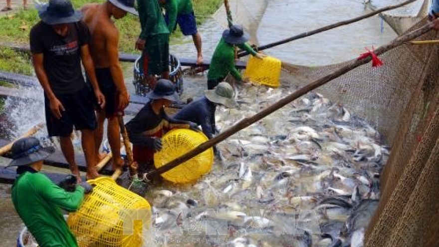 Tra fish prices at highest level in last 20 years