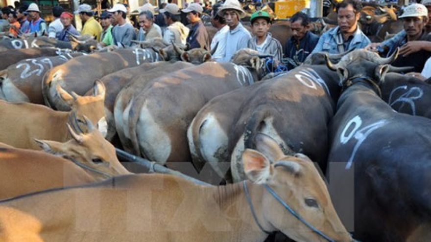 Vietnam - second largest cattle importer of Australia