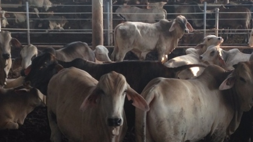 Cattle supply from Australia still suspended
