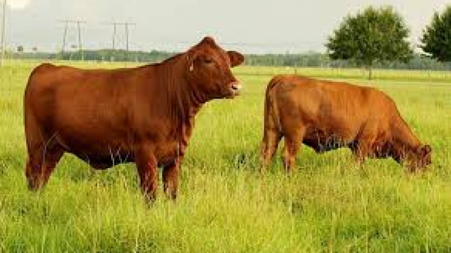 Free breeding cattle given to victims of mines in Ha Giang