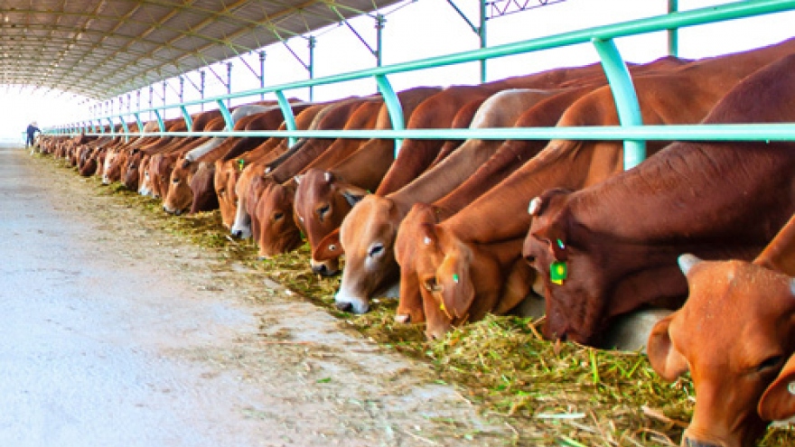 Imports driving Vietnam cattle farmers out of business