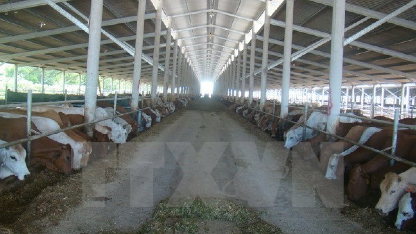 Vietnamese market sees oversupply of Australian cattle