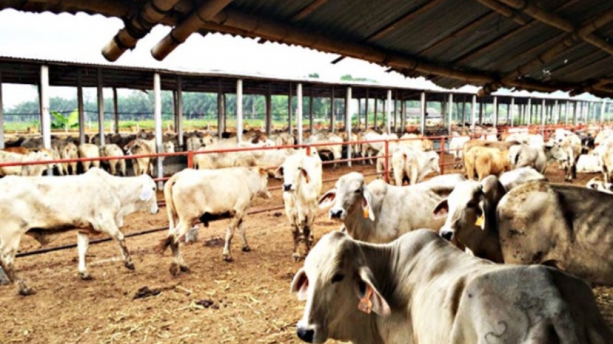
        Australia suspends cattle supply to Vietnam slaughterhouses
                              