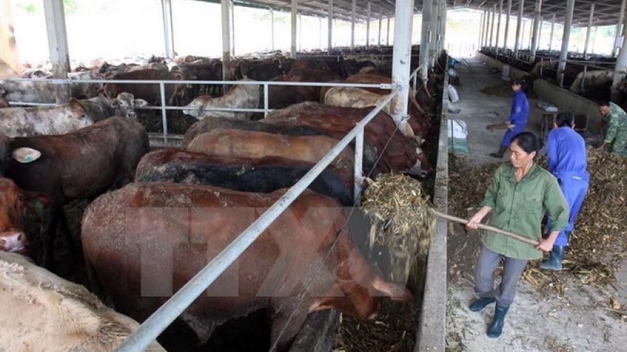 Central Highlands develops large-scale cattle farming