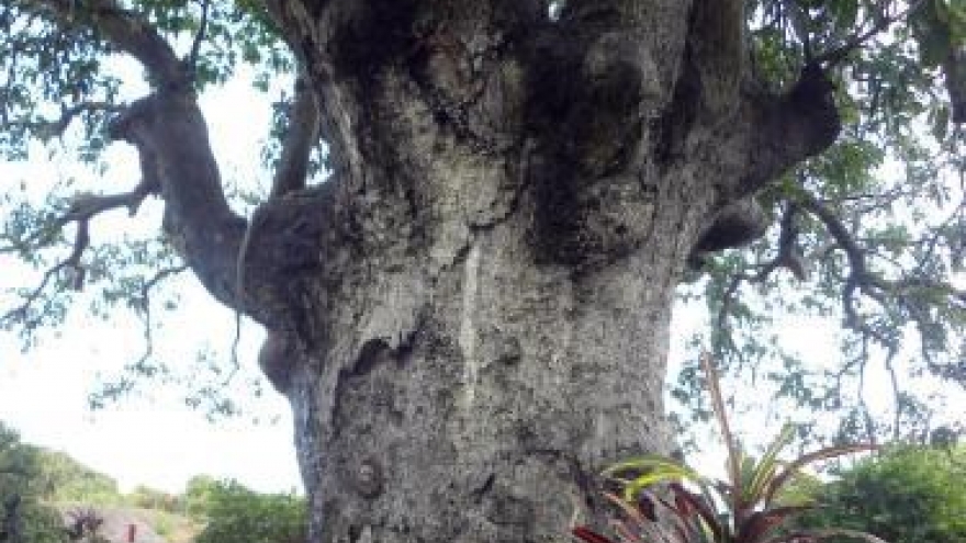 Ancient banyan in Binh Dinh named Heritage Tree
