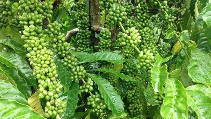 Prices plunge for coffee exports over five months