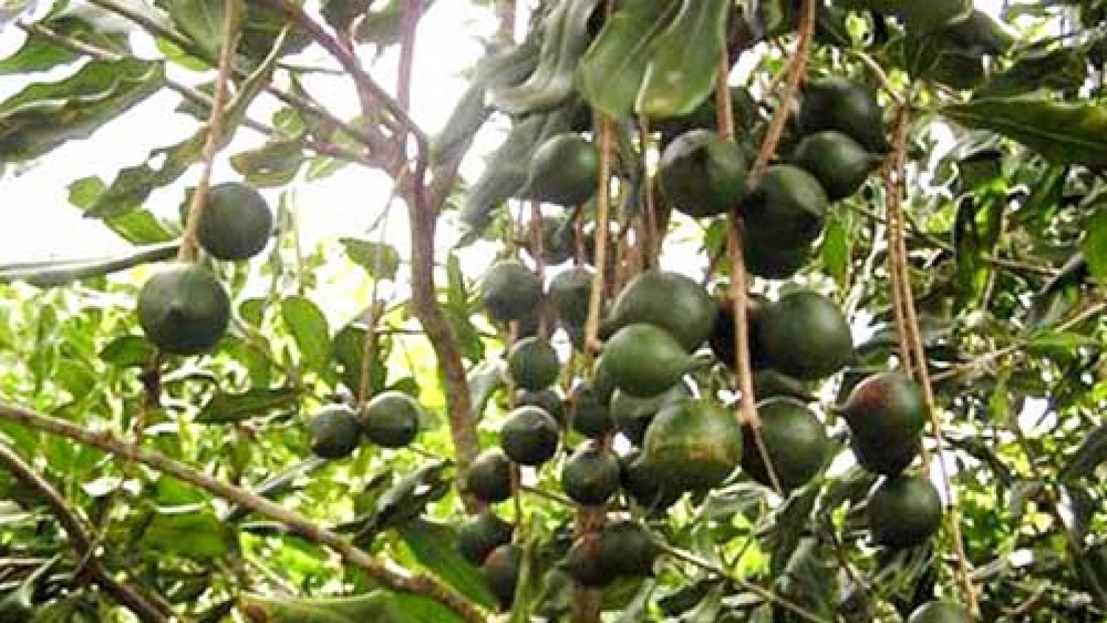 Master plan for macadamia industry to be issued at year-end