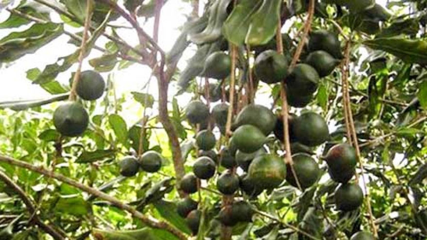 Master plan for macadamia industry to be issued at year-end