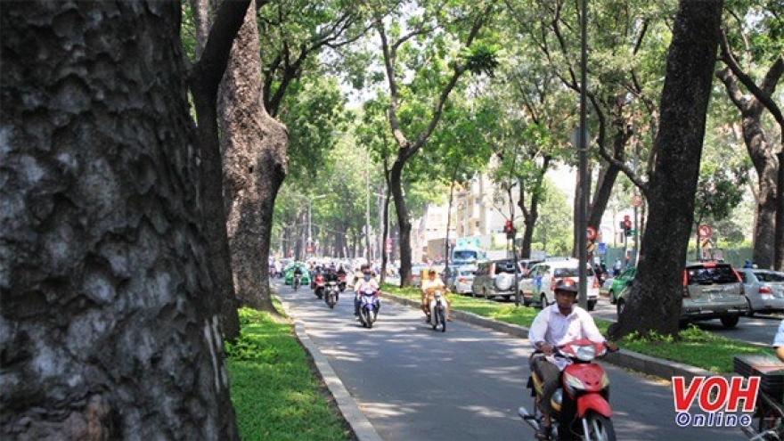 HCM City needs regular tree surveys