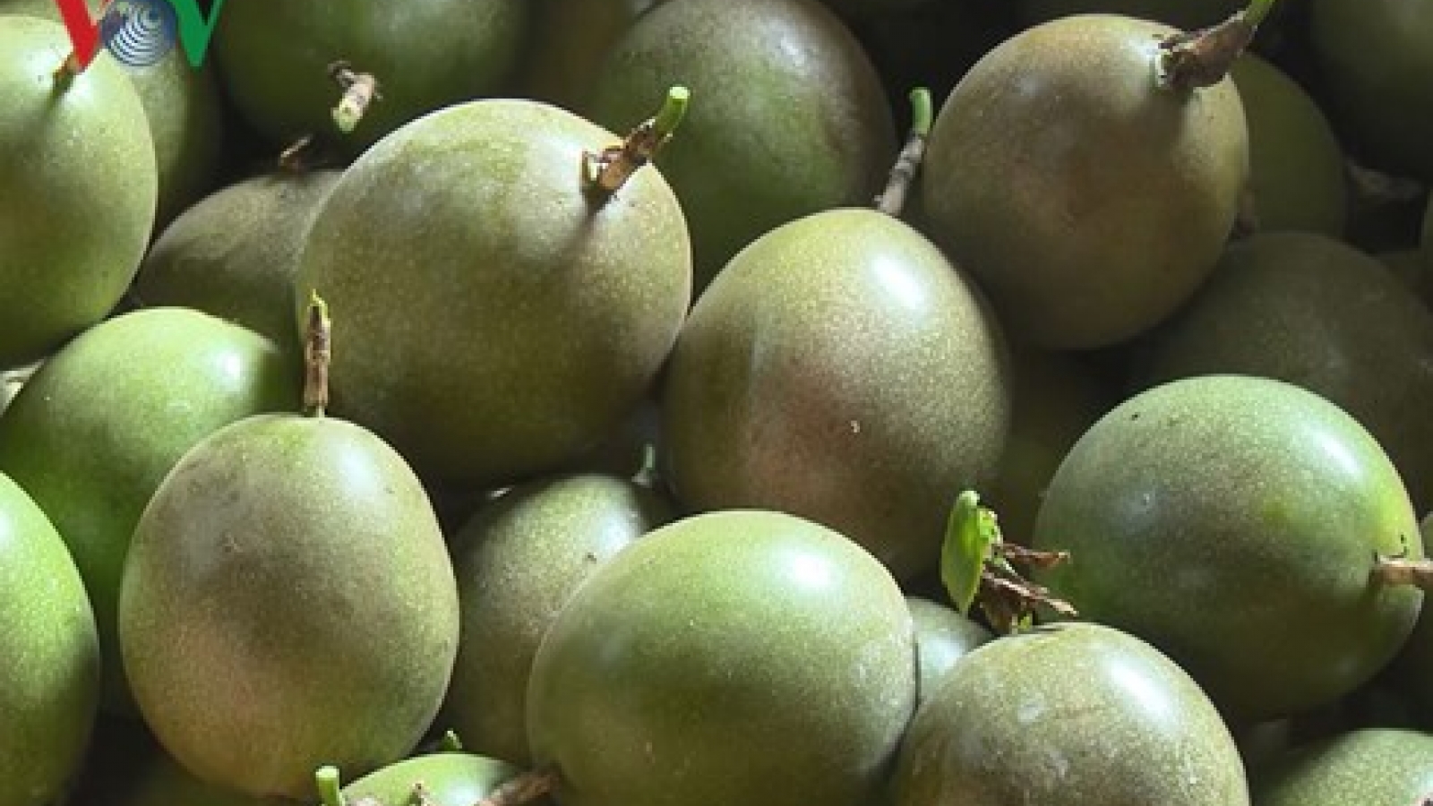 Son La ships first batch of passion fruit to France