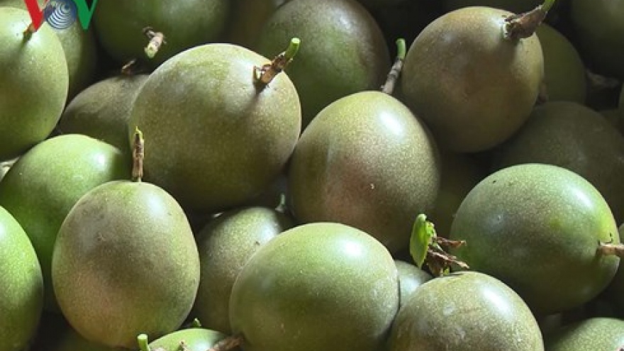 Son La ships first batch of passion fruit to France