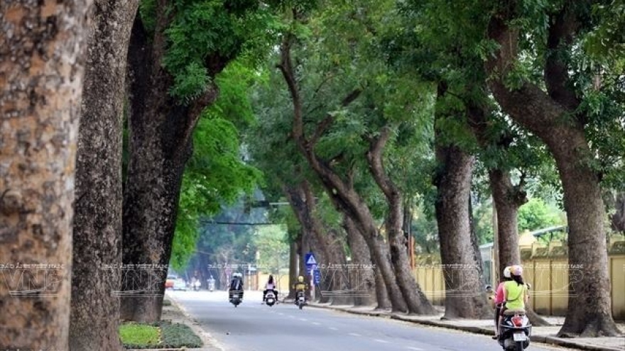 Singapore called to help Hanoi with trees management