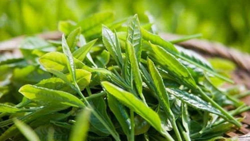 VietGap-based tea production in Tuyen Quang