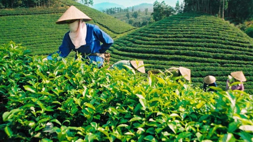 Int’l Festival promotes Vietnamese tea 
