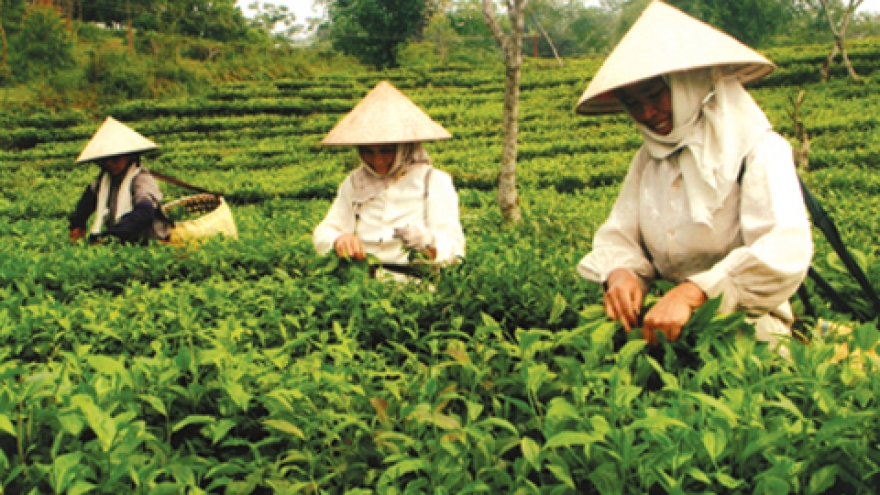 Vietnamese tea exports decrease