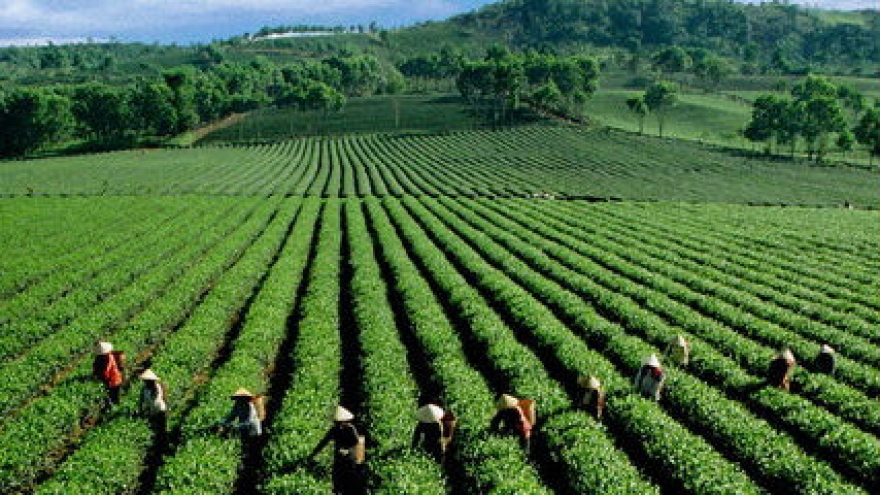 Vietnamese tea industry sees recovery brewing	