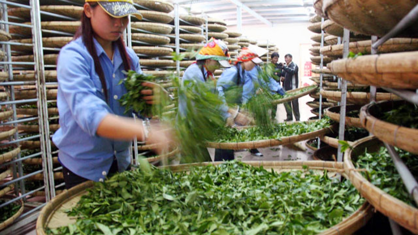 Bright prospect for tea exports in final quarter