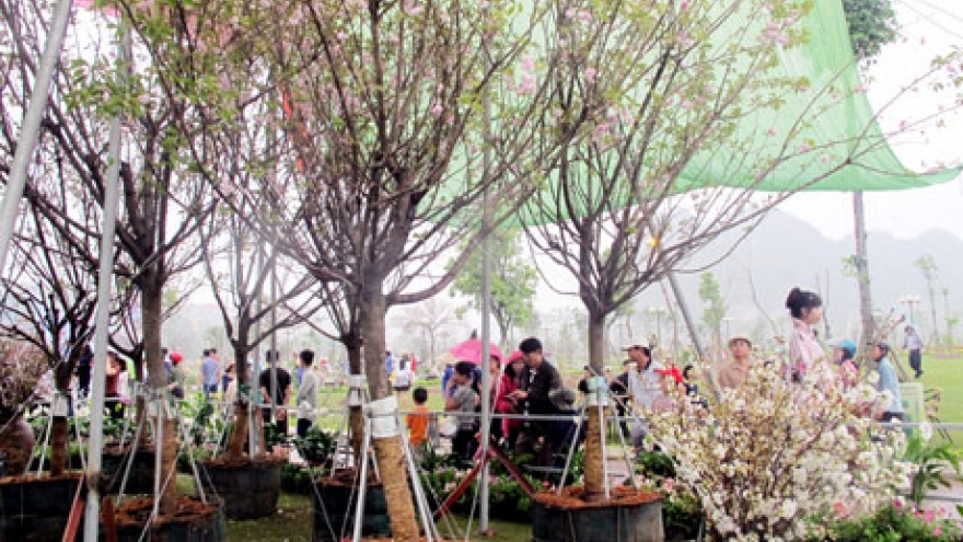 Hanoians avidly await cherry blossom festival