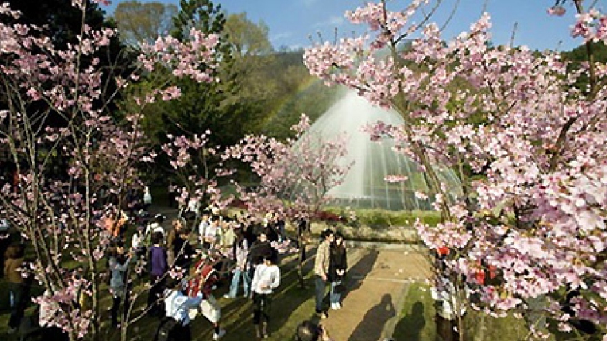 Da Lat cherry blossoms welcome new spring
