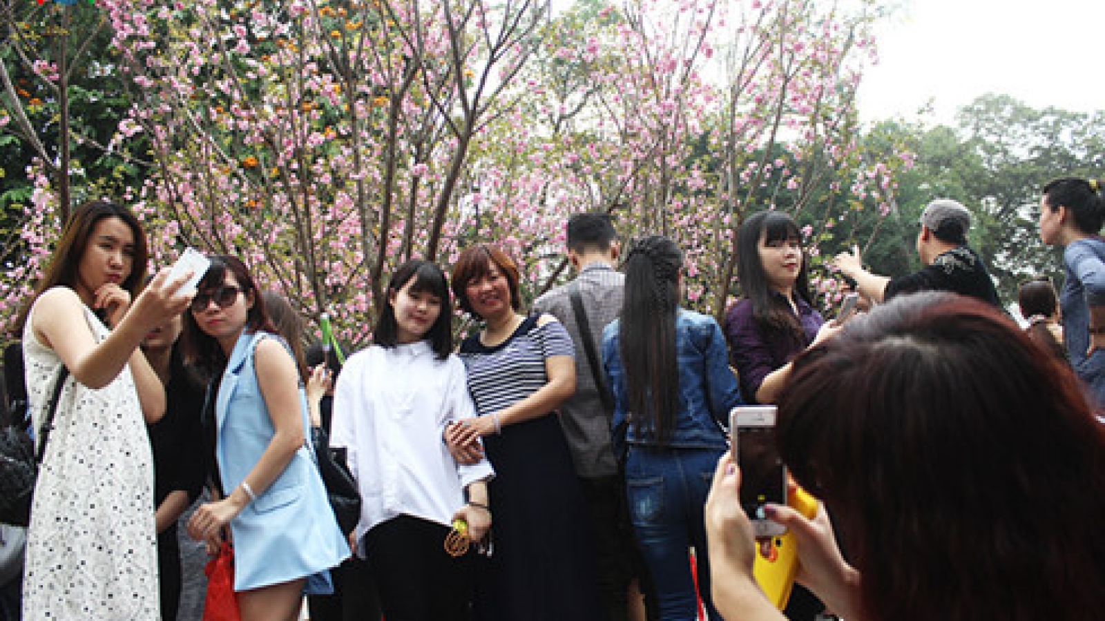 Cherry blossoms: Living symbols of Vietnam-Japan friendship