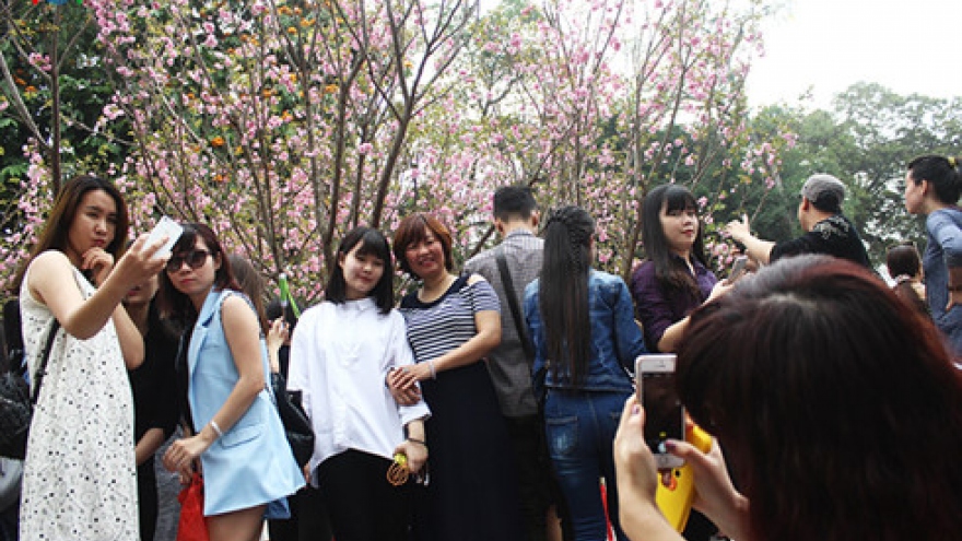 Cherry blossoms: Living symbols of Vietnam-Japan friendship